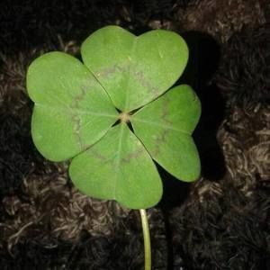 Meet your Posher, Daniela